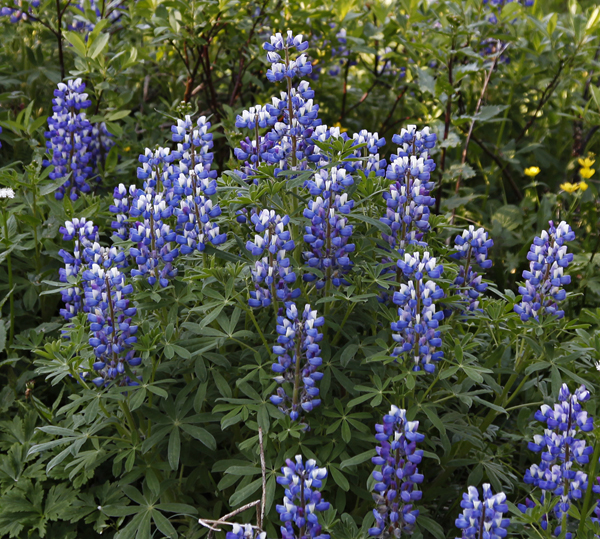 lupins2